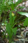 Greater yellow lady's slipper